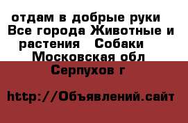 отдам в добрые руки - Все города Животные и растения » Собаки   . Московская обл.,Серпухов г.